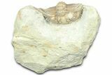 Bargain, Enrolled, Spiny Trilobite (Kettneraspis) - Oklahoma #363004-2